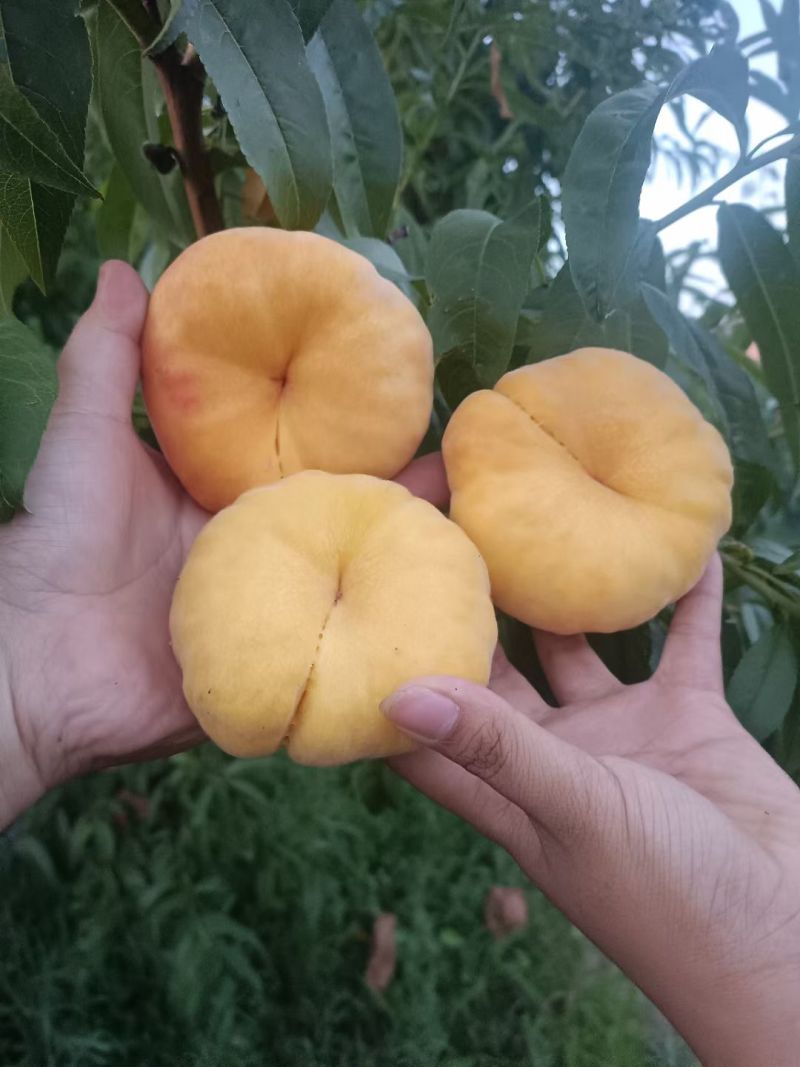 陕西中蟠十一，大量供应中