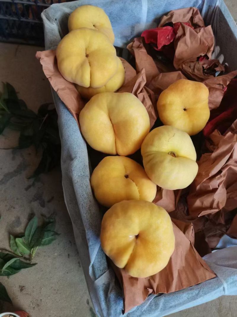 陕西中蟠十一，大量供应中
