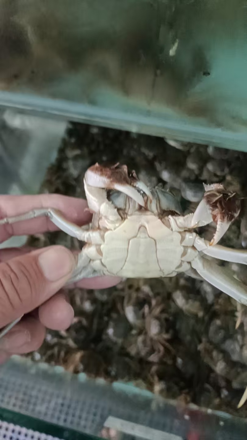 《盘锦河蟹》规格齐全基地直发对接全国，可供用电商，团购