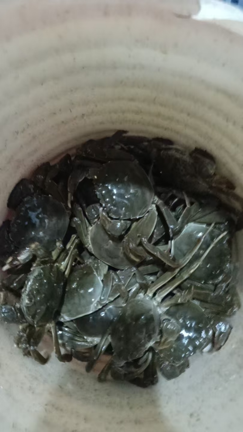 《盘锦河蟹》规格齐全基地直发对接全国，可供用电商，团购