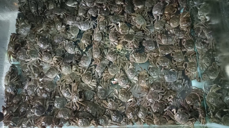 《盘锦河蟹》规格齐全基地直发对接全国，可供用电商，团购