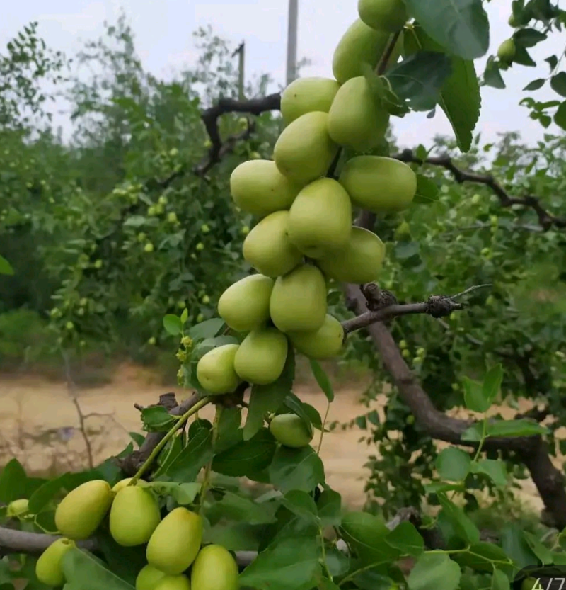 赞皇大枣，鲜食大枣，小枣，量大从优，可加工蜜枣，保证质量
