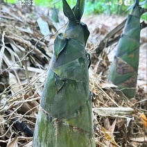 竹笋