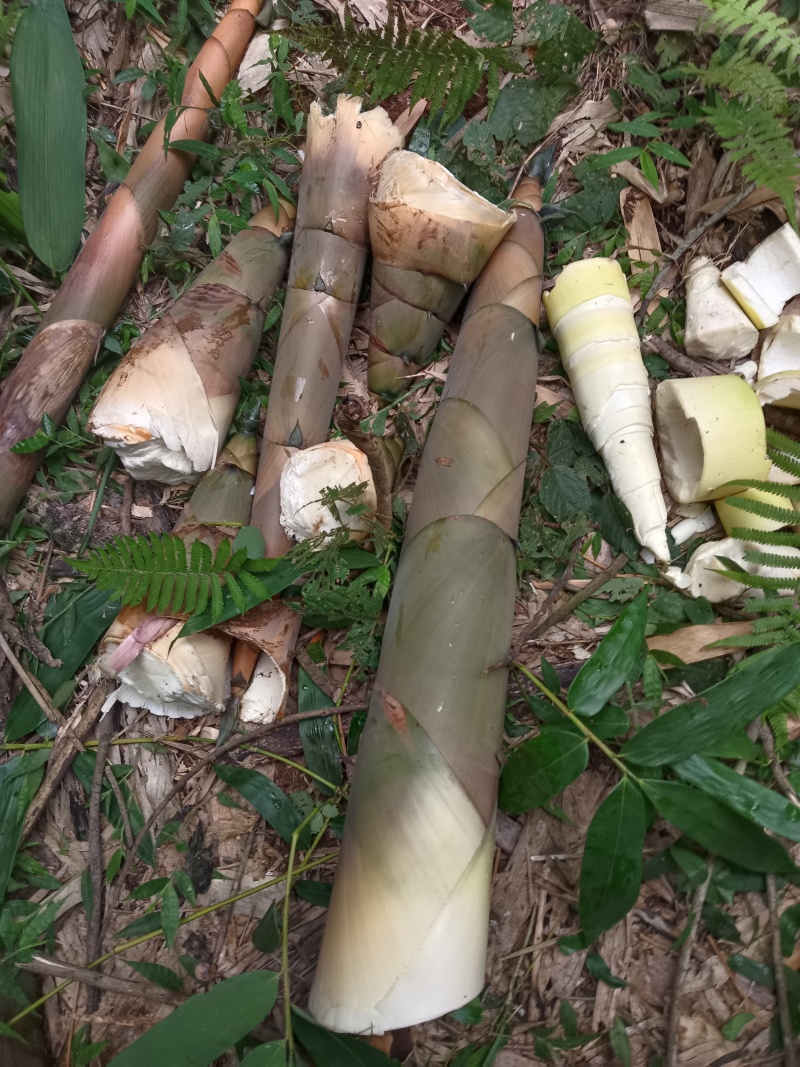 八渡笋鲜笋，干笋丝，酸笋季节又开始了