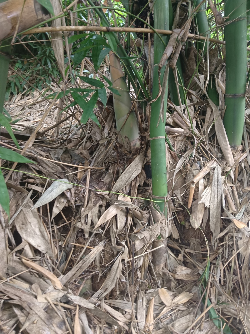 八渡笋鲜笋，干笋丝，酸笋季节又开始了