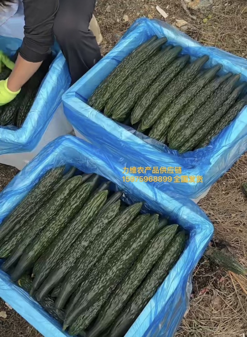 贵州黄瓜蜜刺黄瓜青瓜，一手货源，支持货到付款