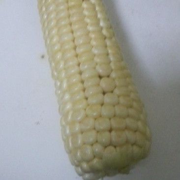 粘玉米
