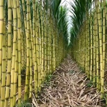 【黄皮甘蔗】广东黄金水果甘蔗基地直供货源充足质量保证