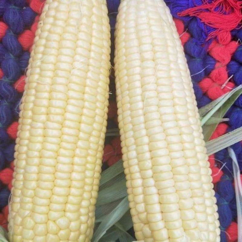【河南周口玉米】自家承包土地种植一手货源