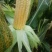 【河南周口玉米】自家承包土地种植一手货源