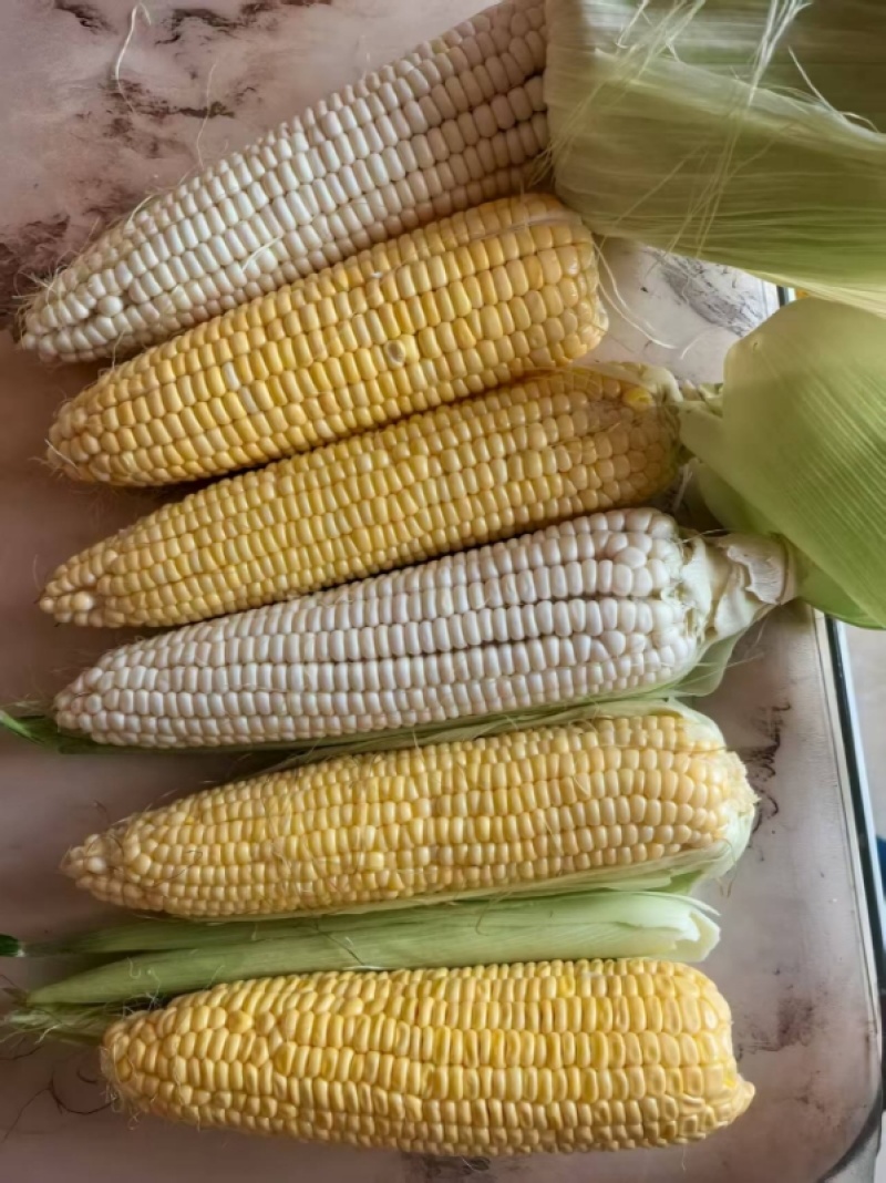 【河南周口玉米】自家承包土地种植一手货源