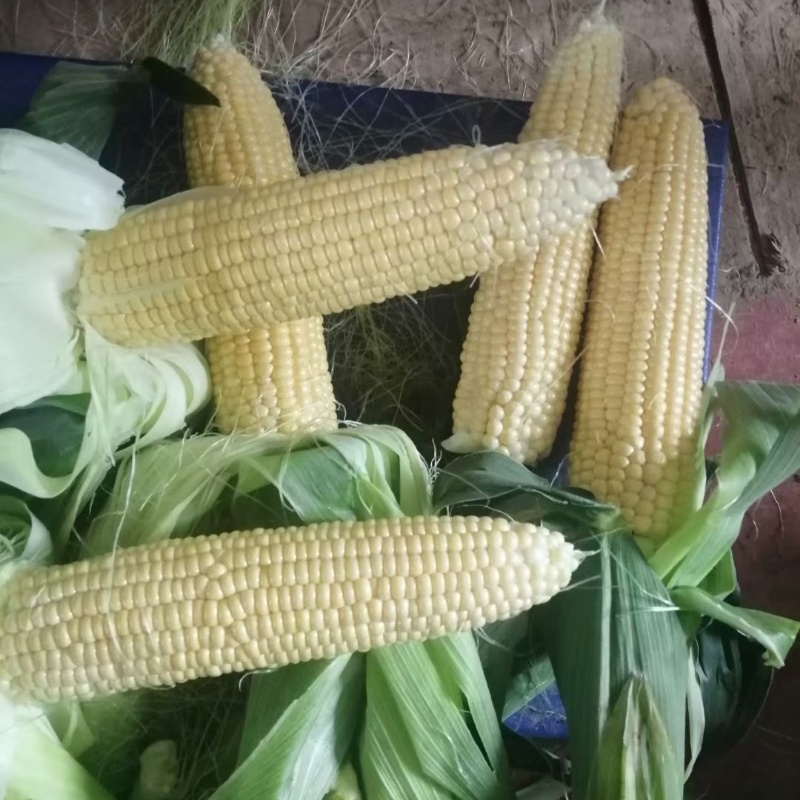 【河南周口玉米】自家承包土地种植一手货源