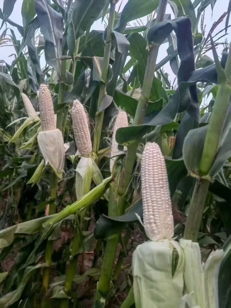 【河南周口玉米】自家承包土地种植一手货源