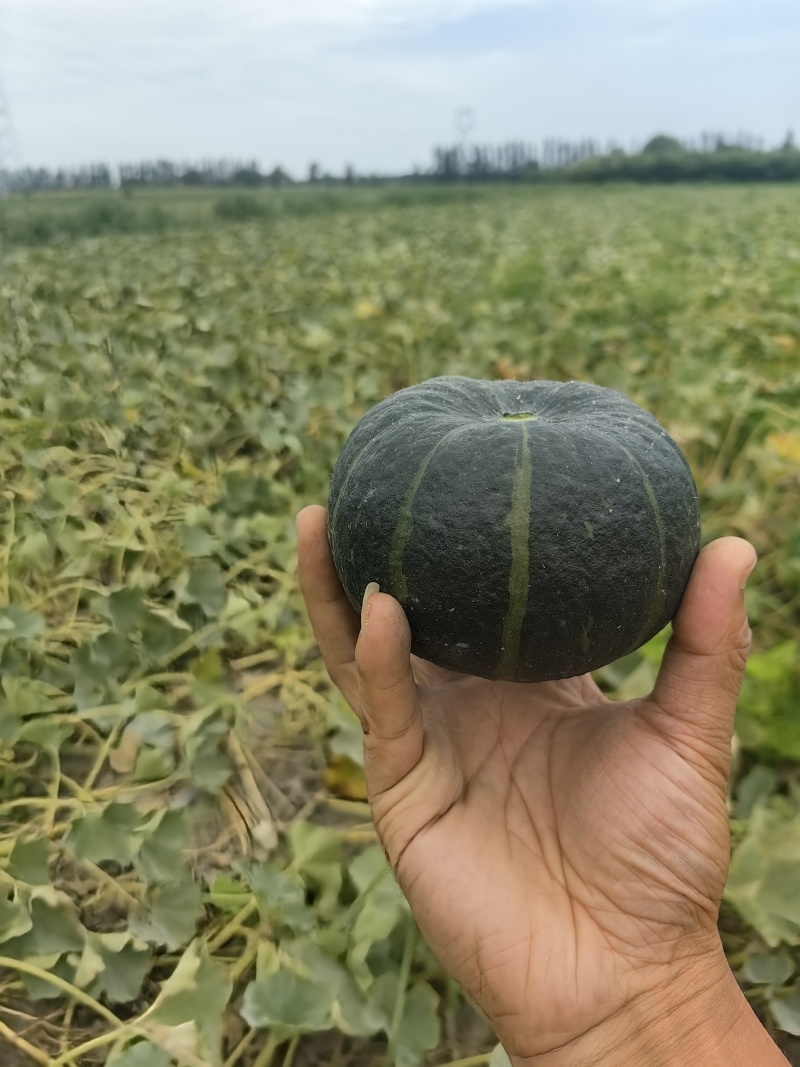 自家种植贝贝南瓜