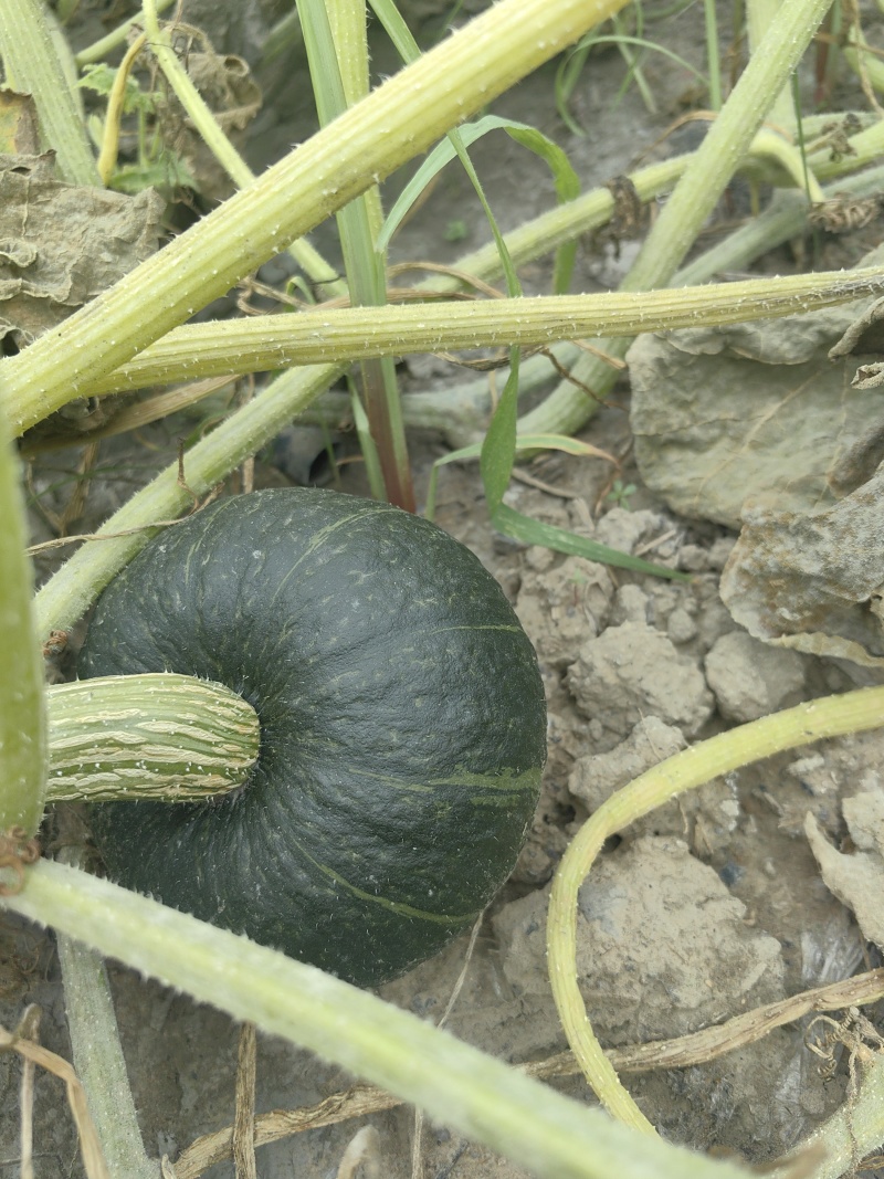 自家种植贝贝南瓜