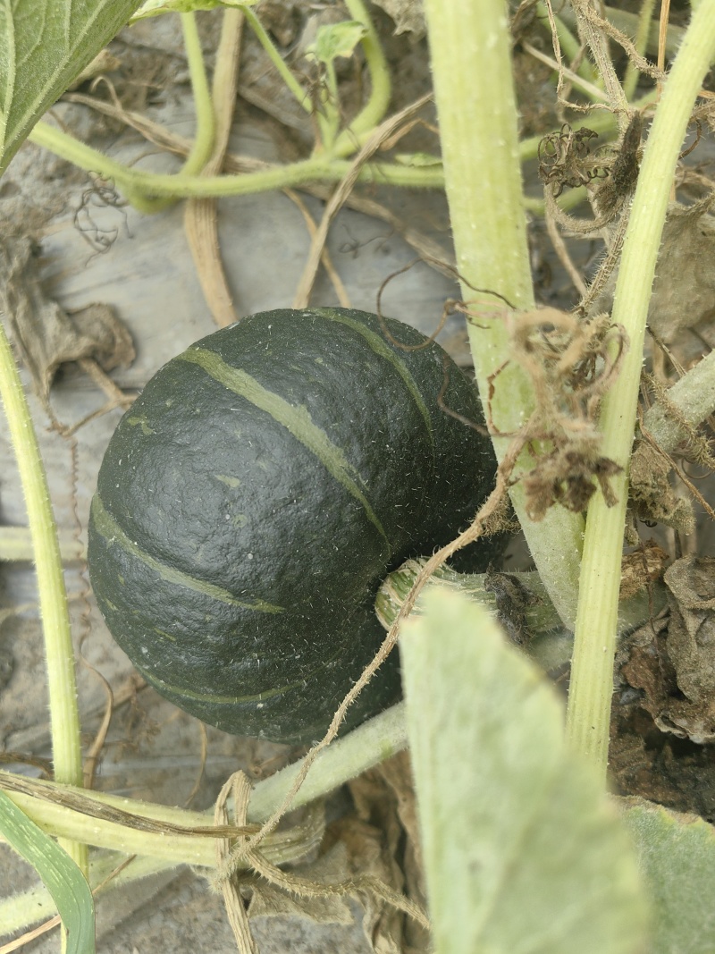 自家种植贝贝南瓜