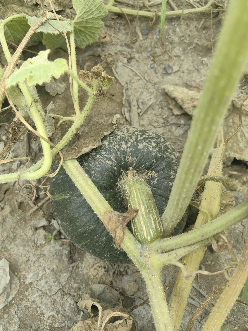 自家种植贝贝南瓜