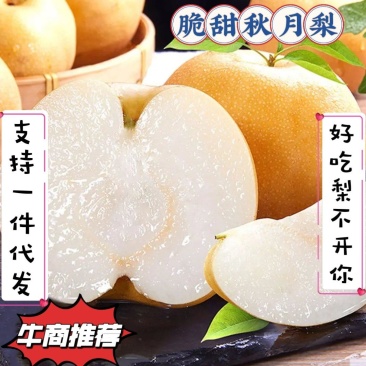 山东水果秋月梨新鲜上市支持一件代发