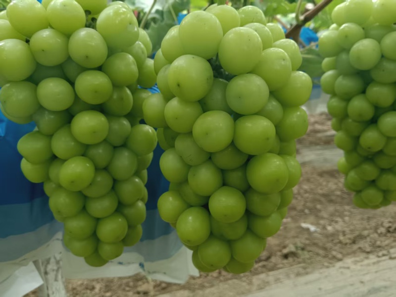 夏邑精品阳光玫瑰葡萄和夏黑一手货源大量上市产地直发