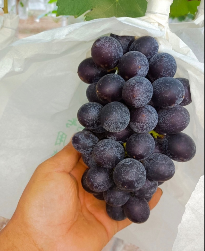 黑皇葡萄现货供应欢迎采购颗粒大串型紧簇糖度高