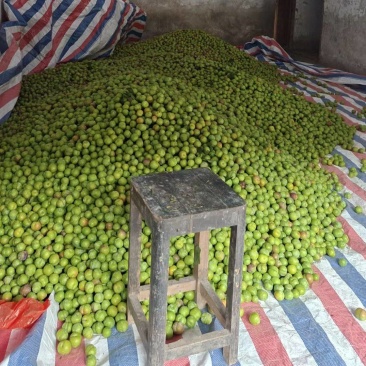 小果半边红量大