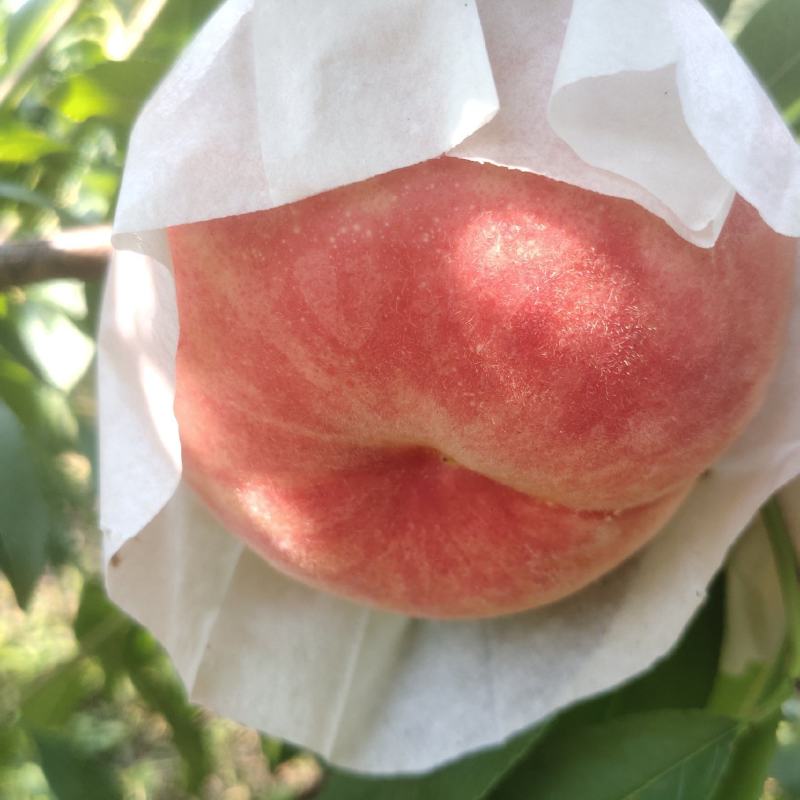 晚福锦水蜜桃