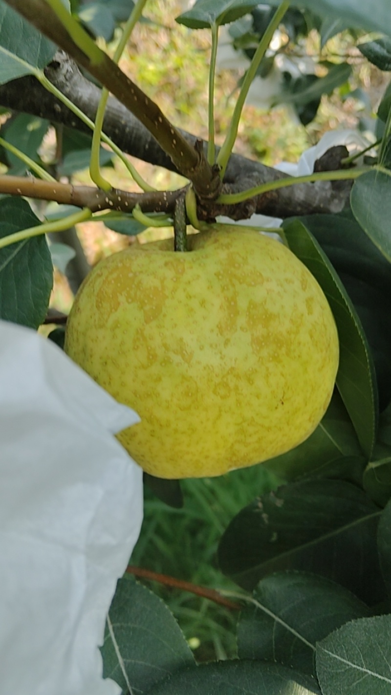 翠冠梨