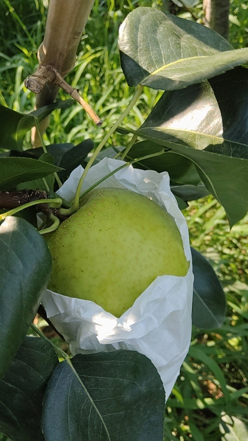 翠冠梨