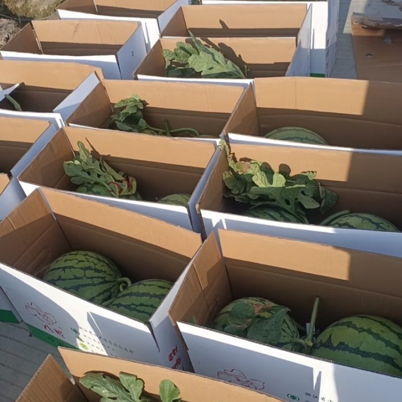 宁夏精品硒砂瓜石头瓜大量上市品质保证量大从优一手货源