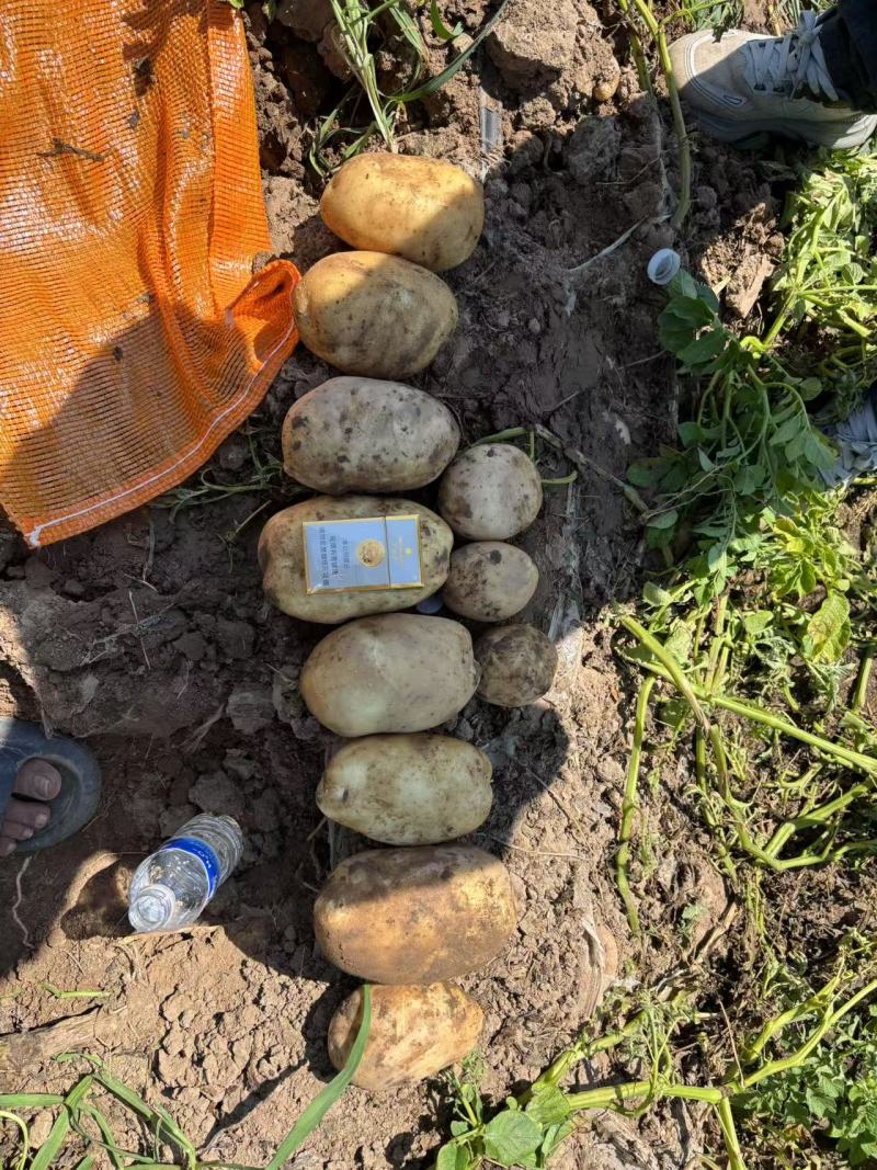 沃土5号土豆山西土豆产地直发现挖现发量大优惠