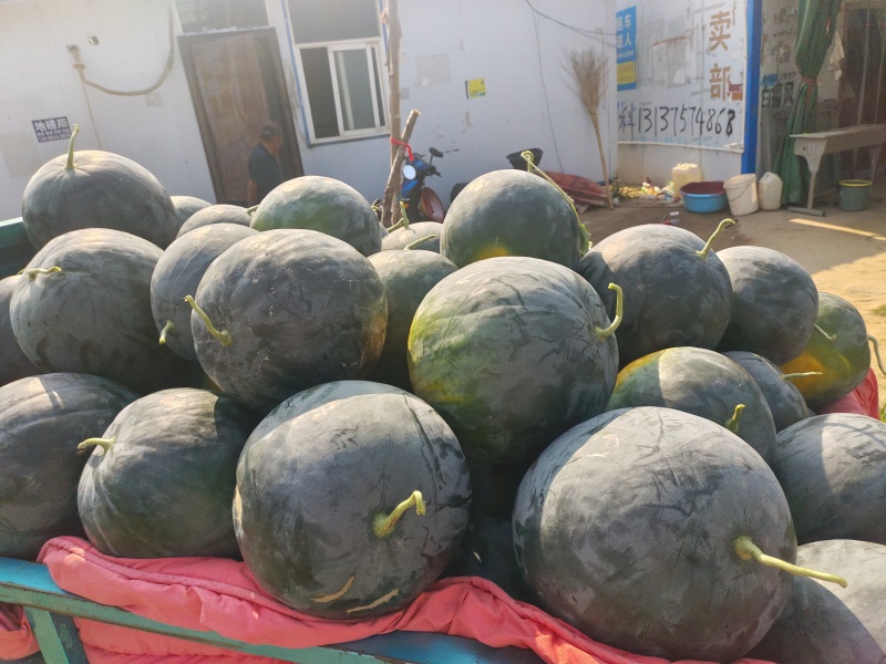 黑皮无籽西瓜