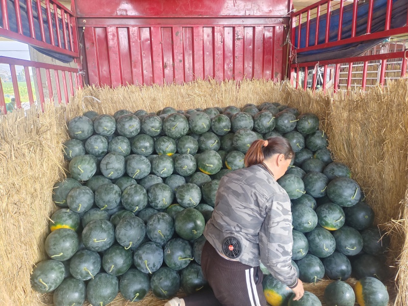 黑皮无籽西瓜