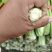 芹菜