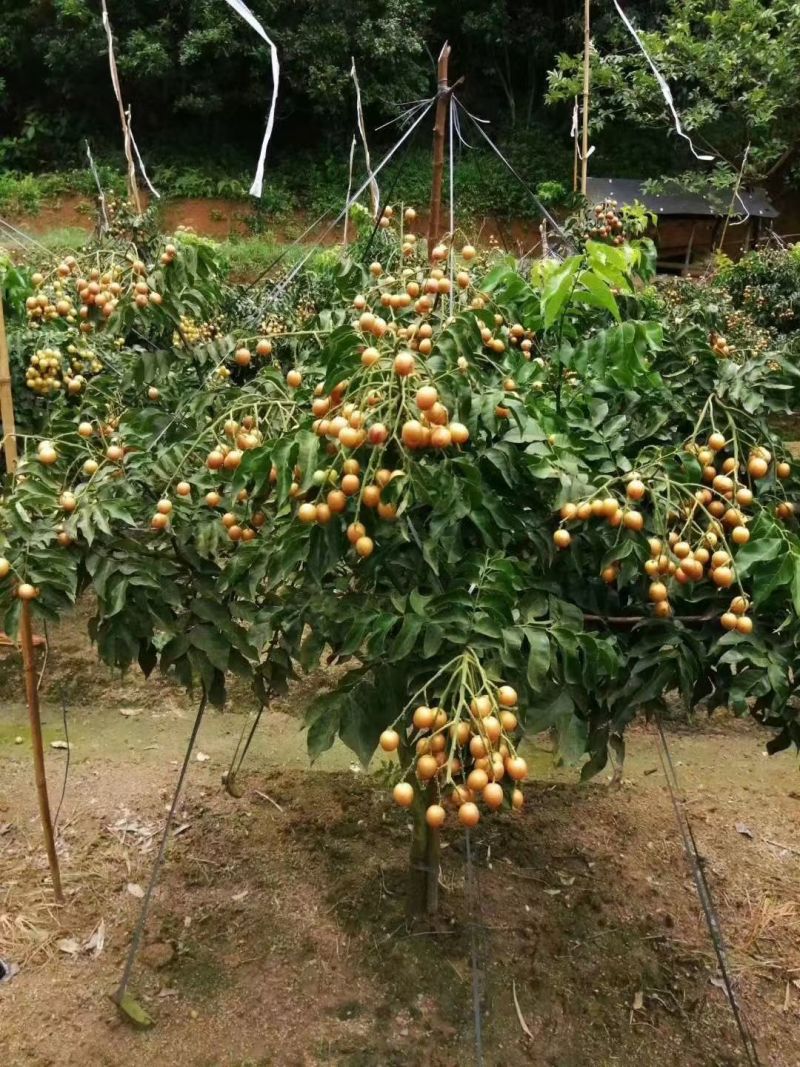 正宗灵山黑黄皮果大量有货基地直供品质优可对接市场欢迎咨询