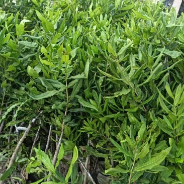 坚果苗，澳洲坚果苗夏威夷果品种桂热一号OCA16