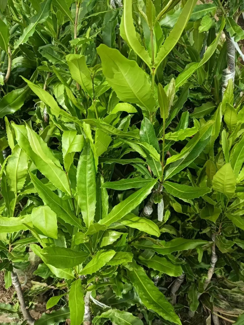 坚果苗，澳洲坚果苗夏威夷果品种桂热一号OCA16