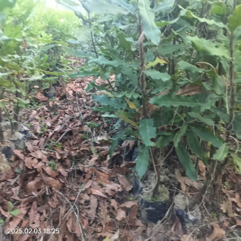 坚果苗，澳洲坚果苗夏威夷果品种桂热一号OCA16
