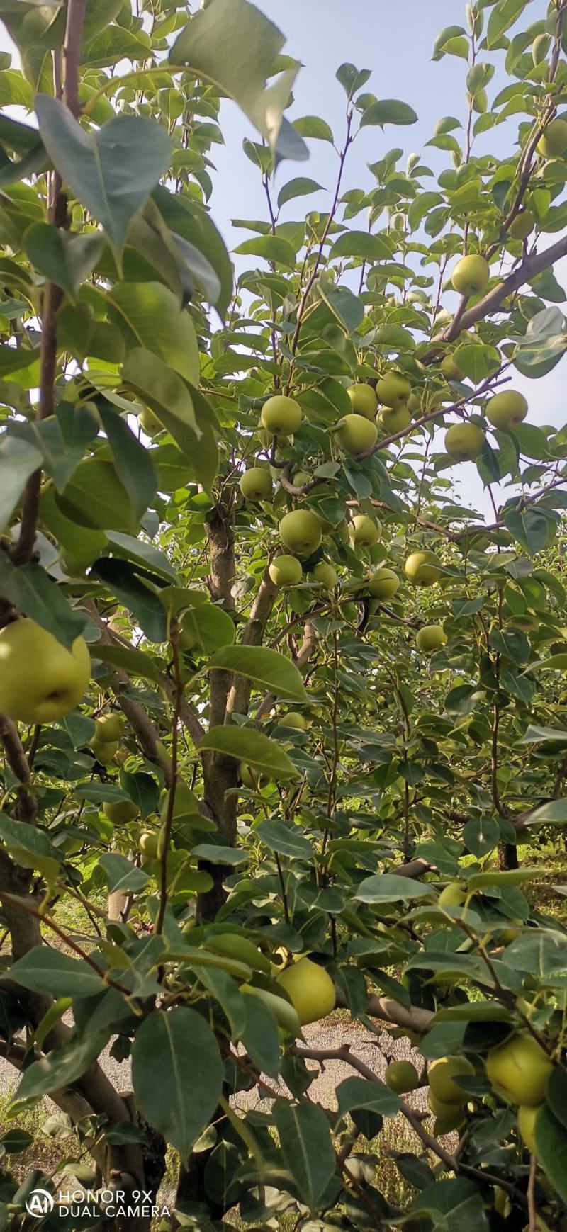 砀山产区青皮蜜梨大量供货