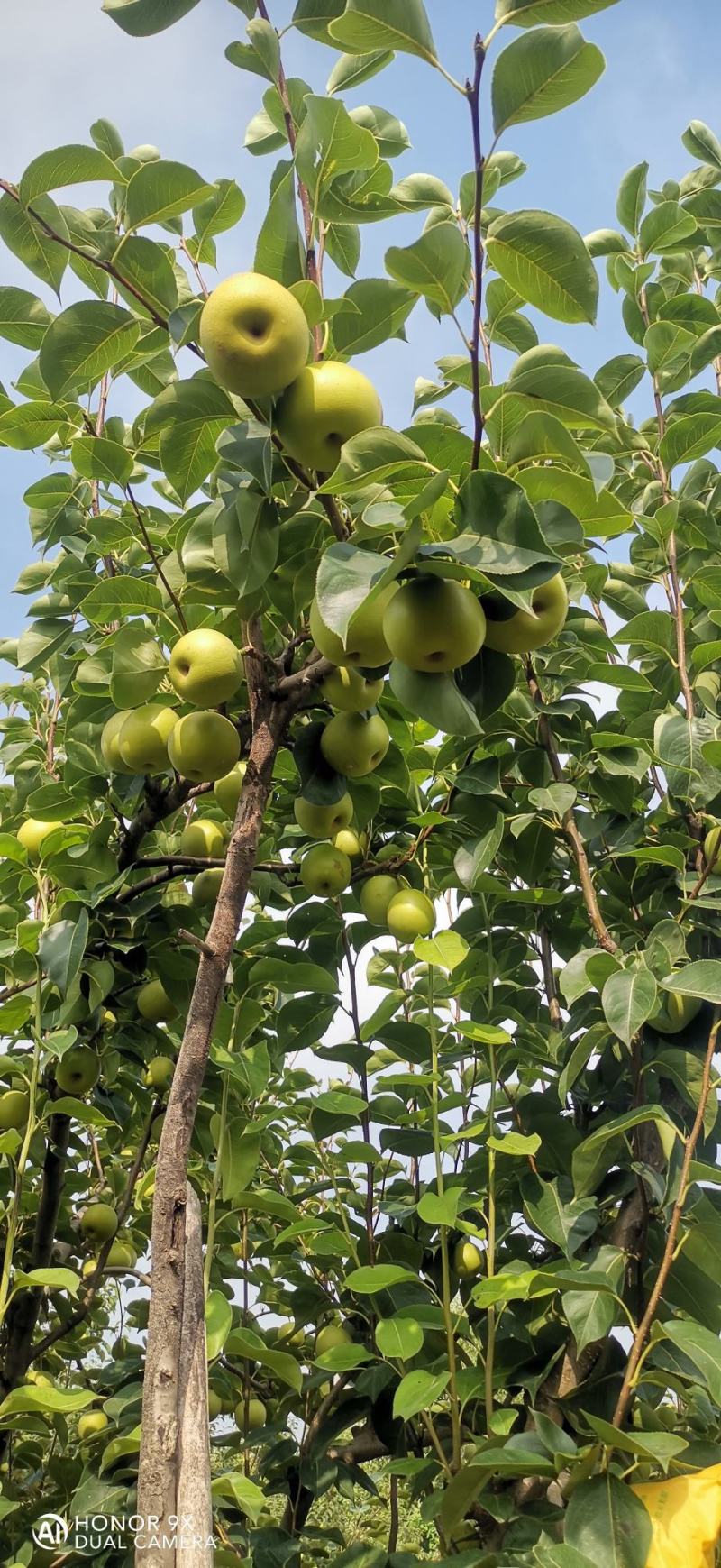 砀山产区青皮蜜梨大量供货