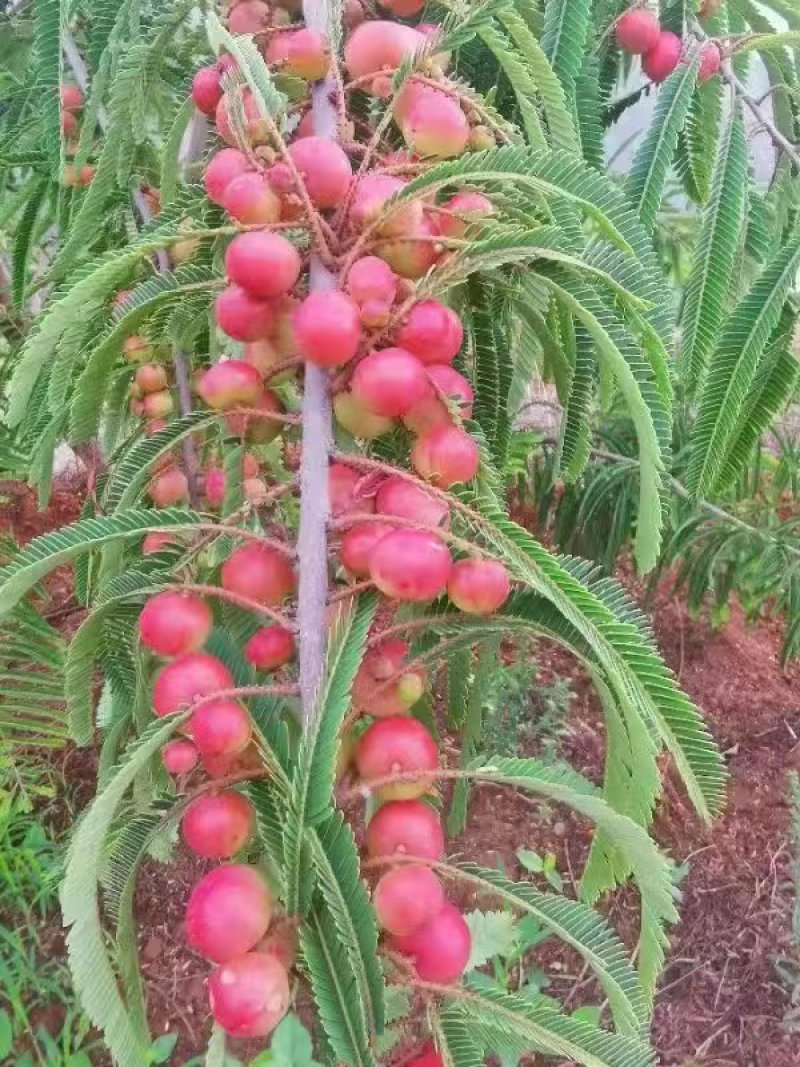 余甘果苗，滇橄榄苗，品种有柿饼甜玻璃甘印度大余甘果