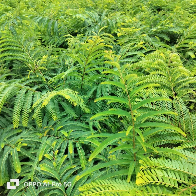 余甘果苗，滇橄榄苗，品种有柿饼甜玻璃甘印度大余甘果