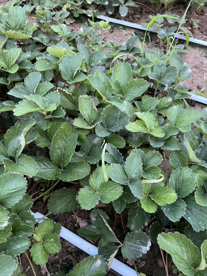 安徽草莓苗红颜草莓苗基地一手货源提供种植技术指导