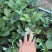 安徽草莓苗红颜草莓苗基地一手货源提供种植技术指导