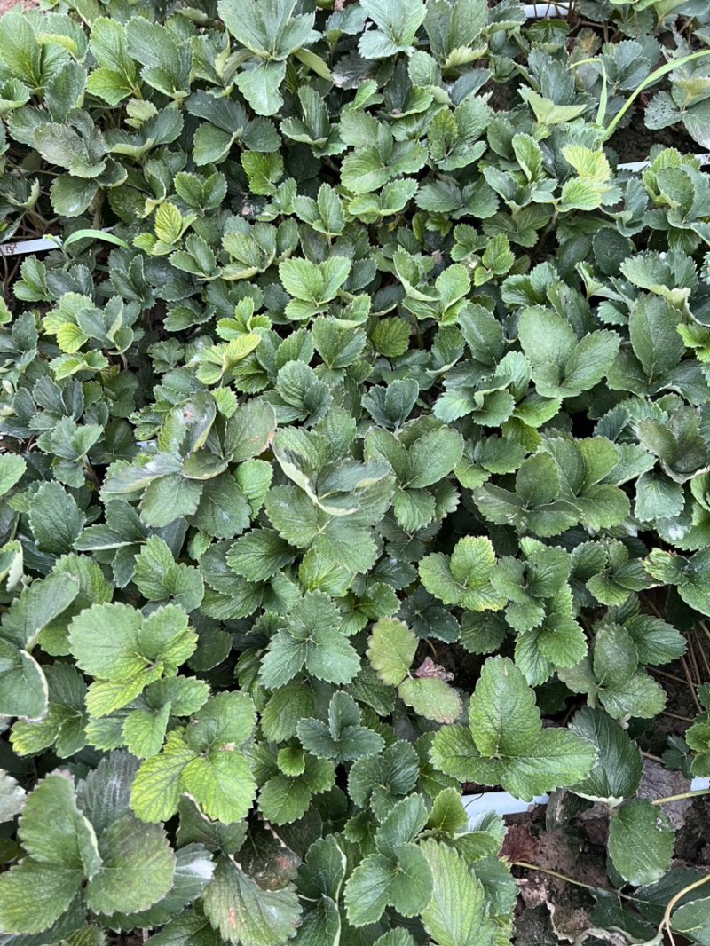 安徽草莓苗红颜草莓苗基地一手货源提供种植技术指导