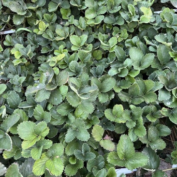 安徽草莓苗红颜草莓苗基地一手货源提供种植技术指导
