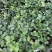 安徽草莓苗红颜草莓苗基地一手货源提供种植技术指导