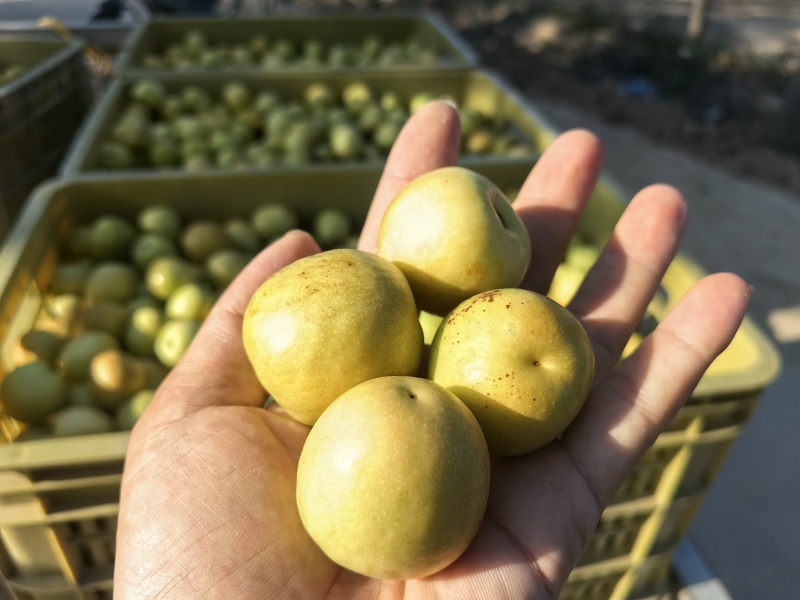 黄白枣，出口**