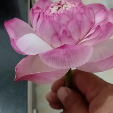 精品鲜荷花