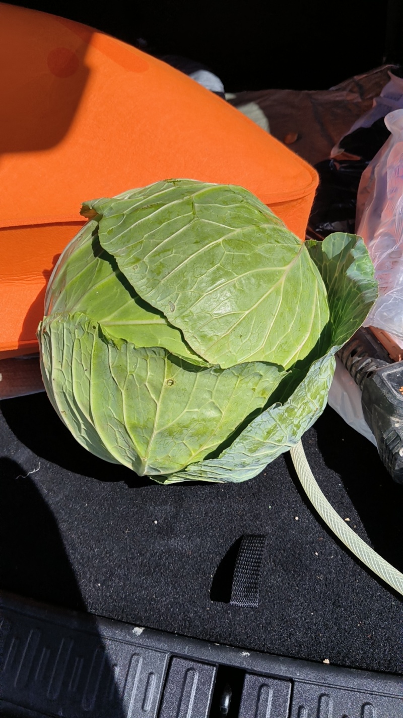 甘蓝大铁头甘蓝适合加工厂好企业龙头企业用希望抓紧时间