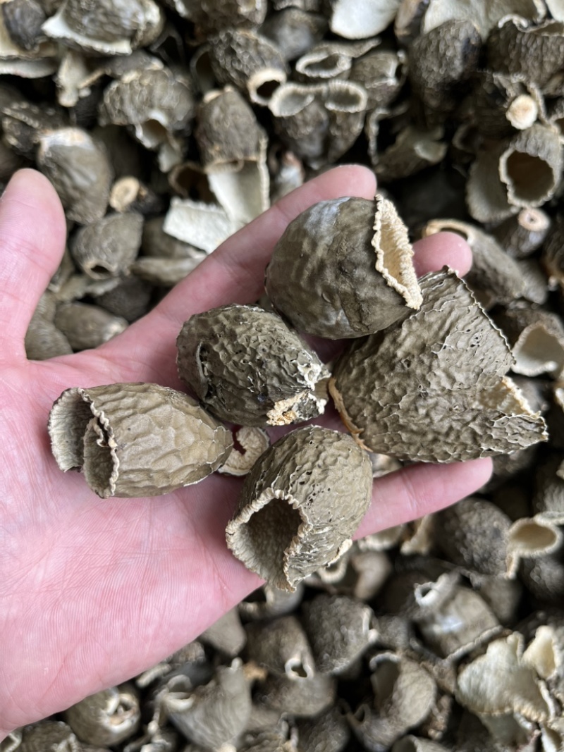 红托竹荪黑帽竹荪帽壳酒店火锅店直供场地现货批发